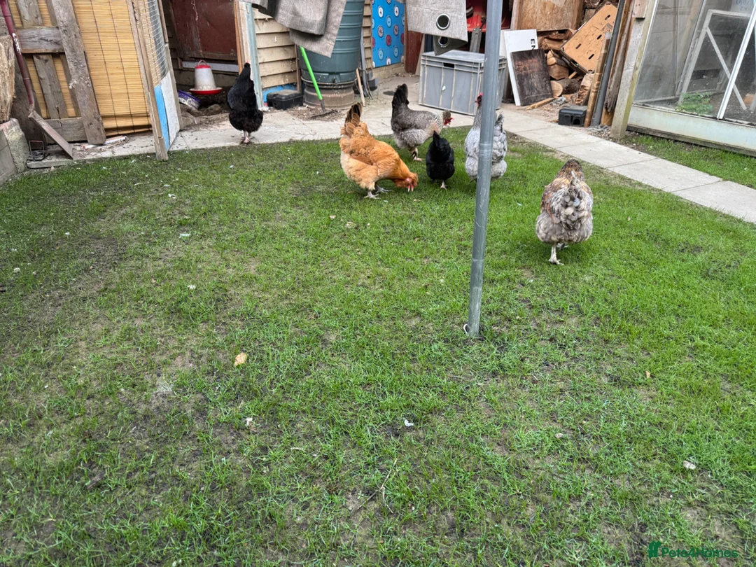 Chickens poultry for sale: Laying hen flock of 6 in Crawley - Advert 2