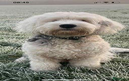 Sheepadoodle dogs for sale: unique sheepadoodles due - Image 24