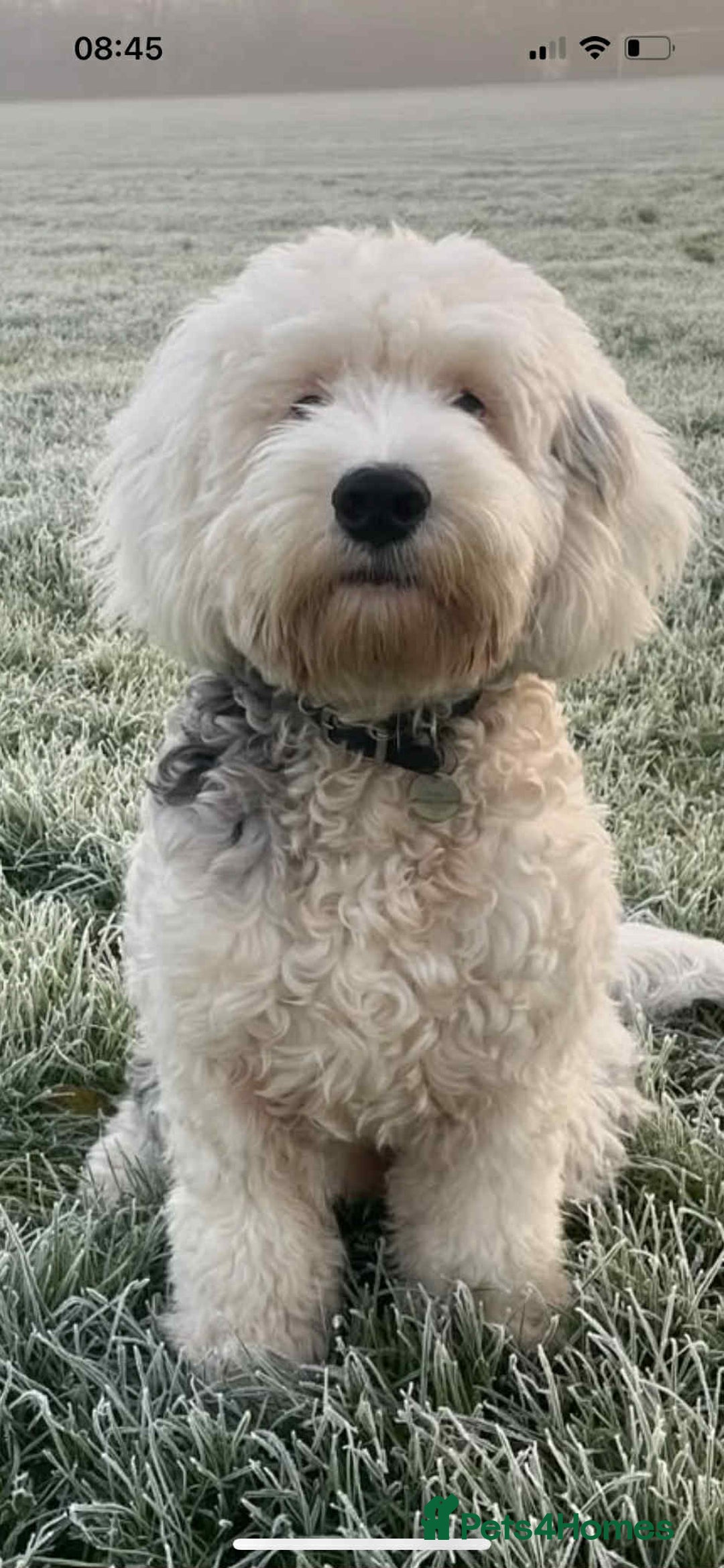 Sheepadoodle dogs for sale: unique sheepadoodles due - Image 24