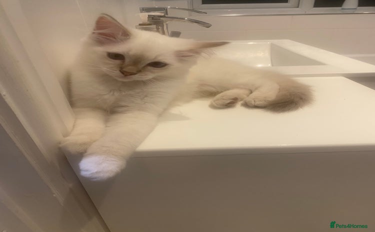 Ragdoll cats - Advert 2