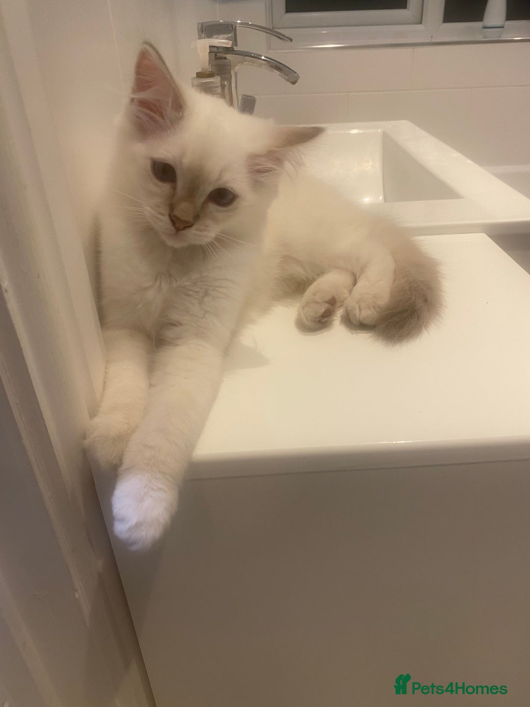 Ragdoll cats for sale: Gccf registered 2 boys left can deliver  - Image 1