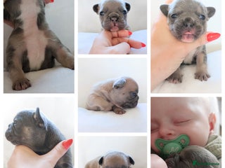 French Bulldog dogs - Advert 10