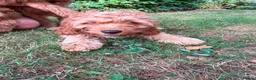 Cavapoo dogs for sale: Cavapoo puppies for sale f1 - Advert 10