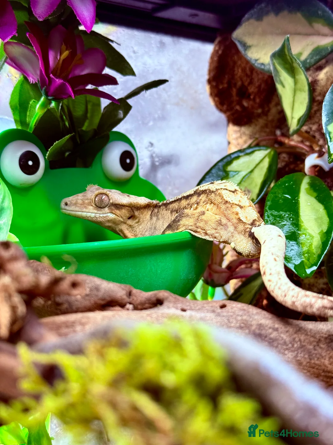 Gecko reptiles for sale: Apollo the Crested Gecko - Advert 4