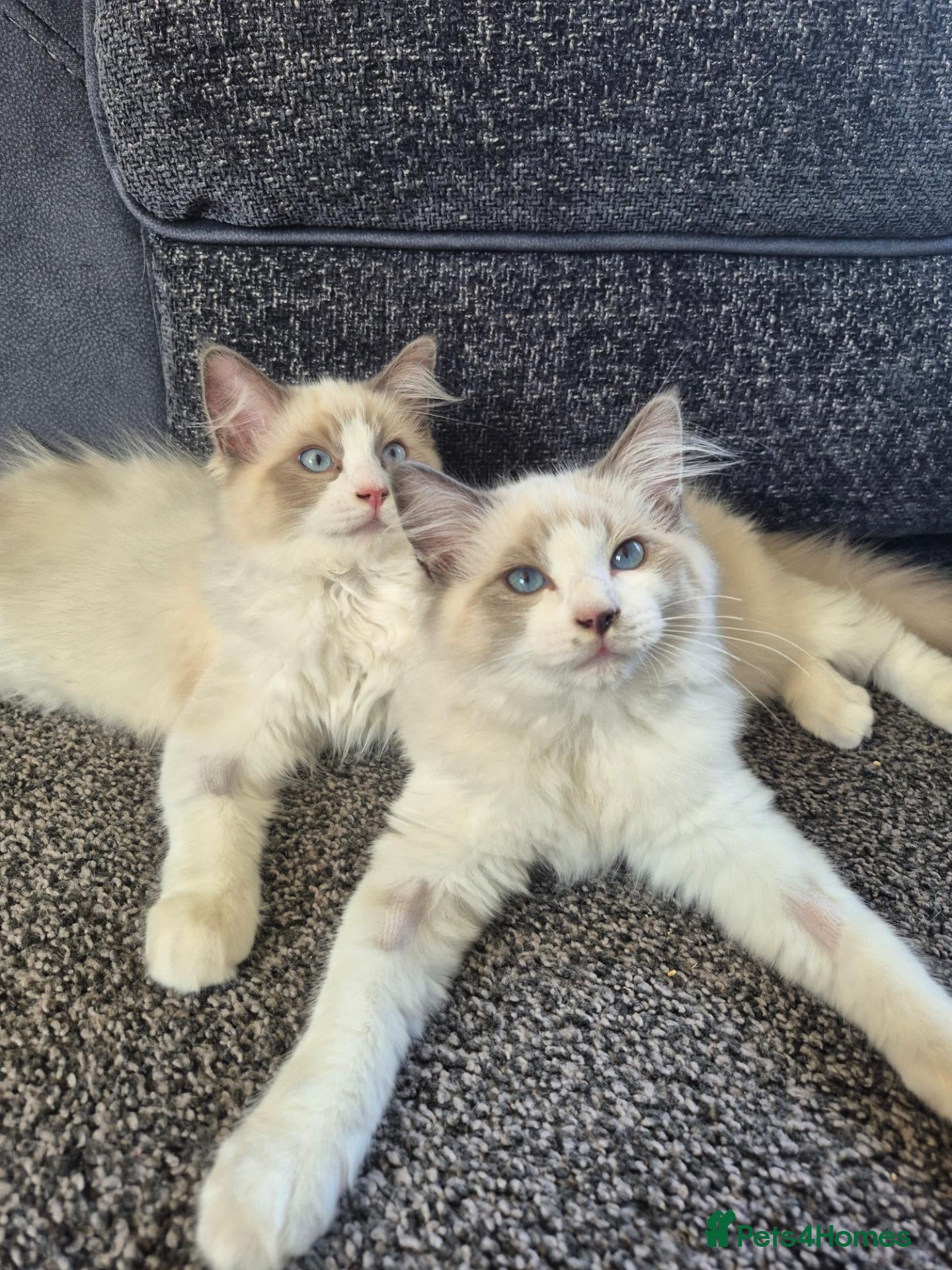 Ragdoll cats Two beautiful GCCF Ragdoll boys available 🩵 - Advert 4