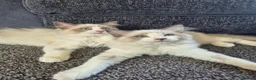 Ragdoll cats for sale: Two cuddly GCCF Ragdoll boys available 🩵 - Advert 3