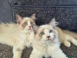 Ragdoll cats Two beautiful GCCF Ragdoll boys available 🩵 - Advert 4