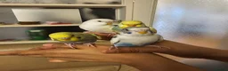 Budgerigars birds for sale: Handreared semitamed and tamed budgies  - Advert 3