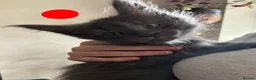 Maine Coon cats for sale: Pure Maine Coon kittens - Advert 20