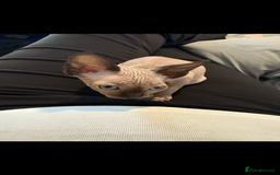 Sphynx cats for sale: sphynx canadian kittens ready to leave now  - Image 13