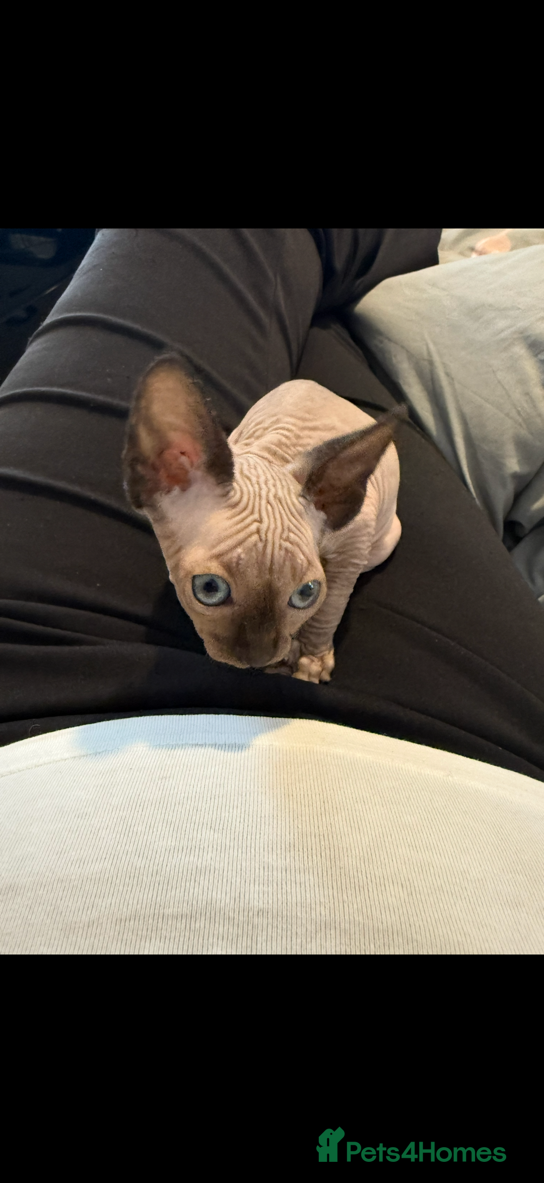 Sphynx cats for sale: sphynx canadian kittens ready to leave now  - Image 13