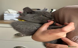 British Shorthair cats for sale: LAST MALE British shorthair kitten ready now in Sleaford - Image 11