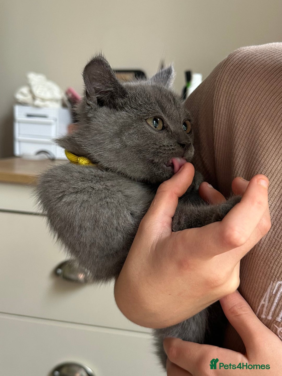 British Shorthair cats for sale: LAST MALE British shorthair kitten ready now in Sleaford - Image 11