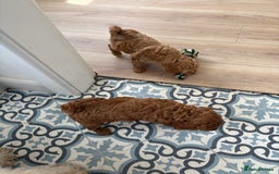 Miniature Poodle dogs for sale: Omg these Beautiful Litter Red Miniature Poodles  - Image 5