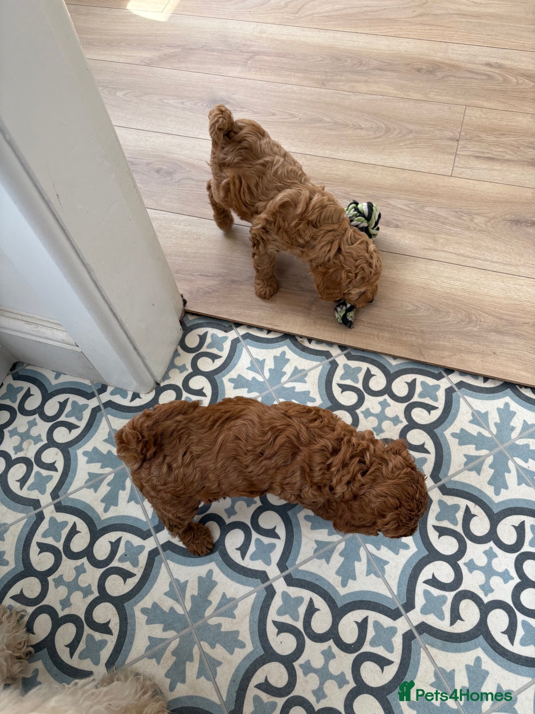 Miniature Poodle dogs for sale: Omg these Beautiful Litter Red Miniature Poodles  - Image 5