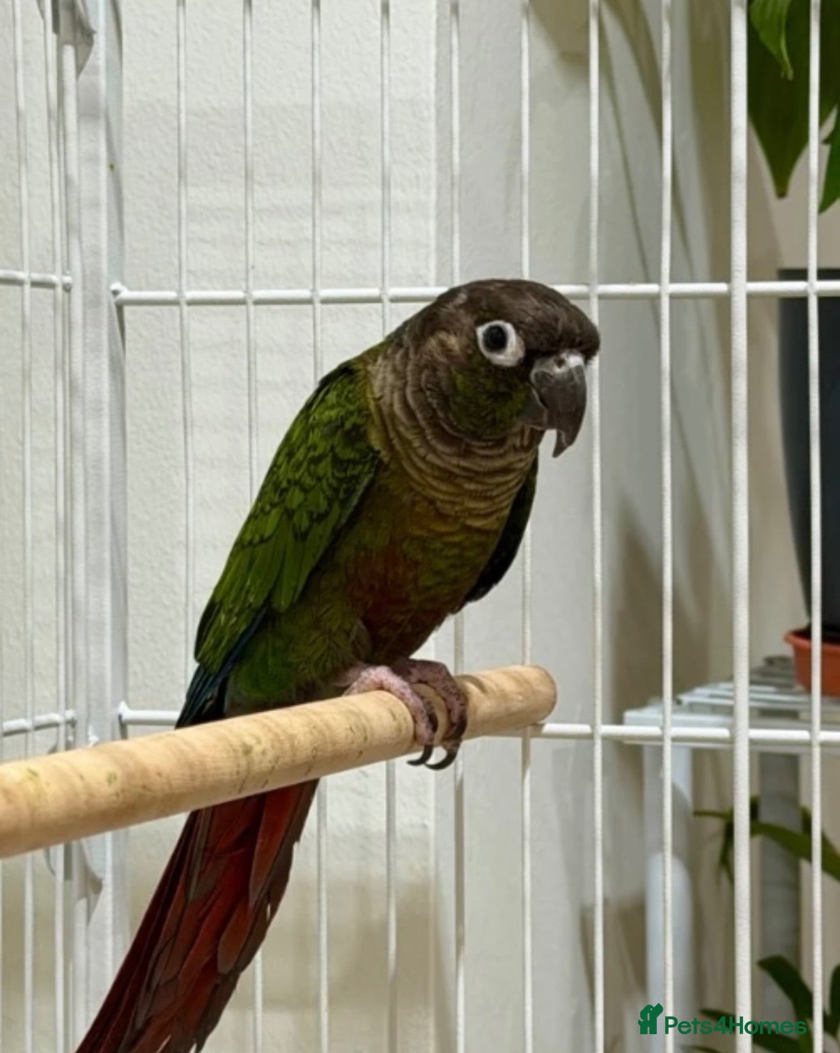 Conures birds STUNNING 9 WEEK OLD MALE CONURE - Advert 1