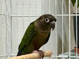 Conures birds STUNNING 9 WEEK OLD MALE CONURE - Advert 1
