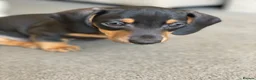 Dachshund dogs for sale: Beautiful miniature dachshund puppy’s  in Newport - Advert 8