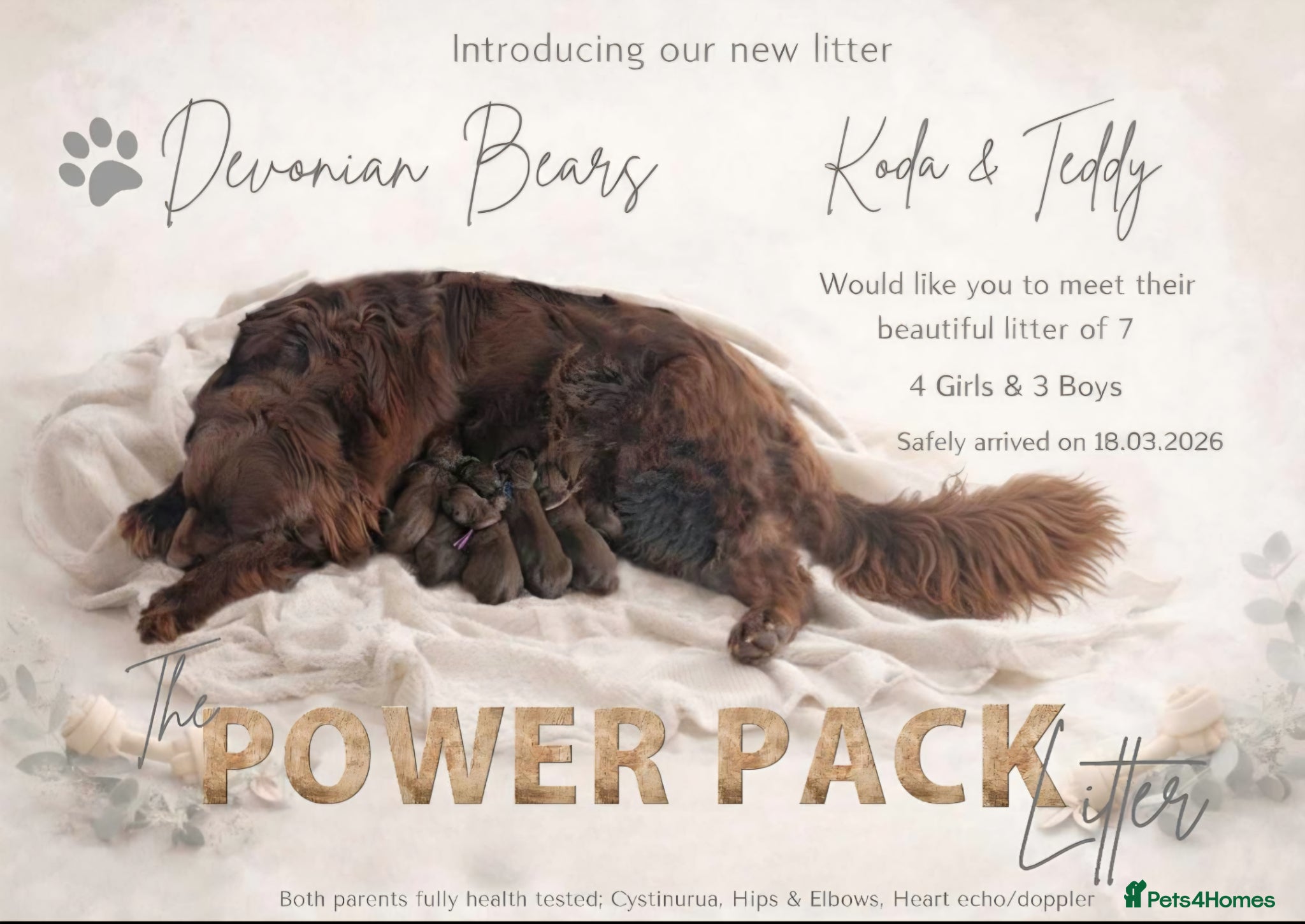 Newfoundland dogs FULLY Health tested Newfoundlands  - Advert 4