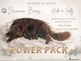 Newfoundland dogs FULLY Health tested Newfoundlands - Advert 4