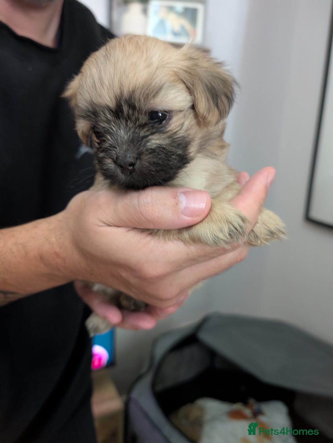 Mixed Breed dogs for sale: ShiChi - Image 2