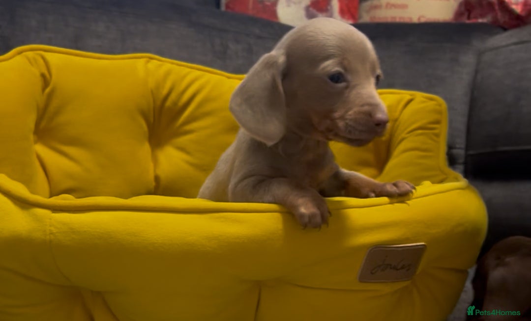 Dachshund dogs for sale: Dachund puppies for sale! - Advert 11