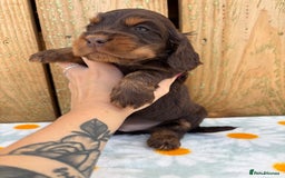 Cocker Spaniel dogs for sale: Ready 30th august import lines  - Image 14