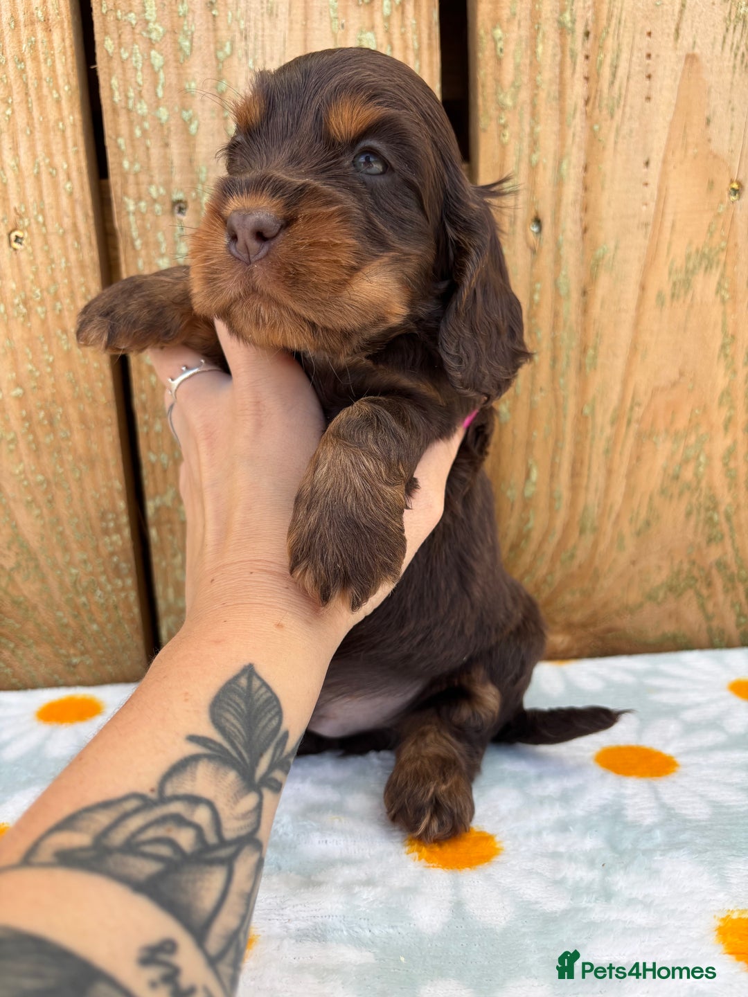 Cocker Spaniel dogs for sale: Ready 30th august import lines  - Image 14