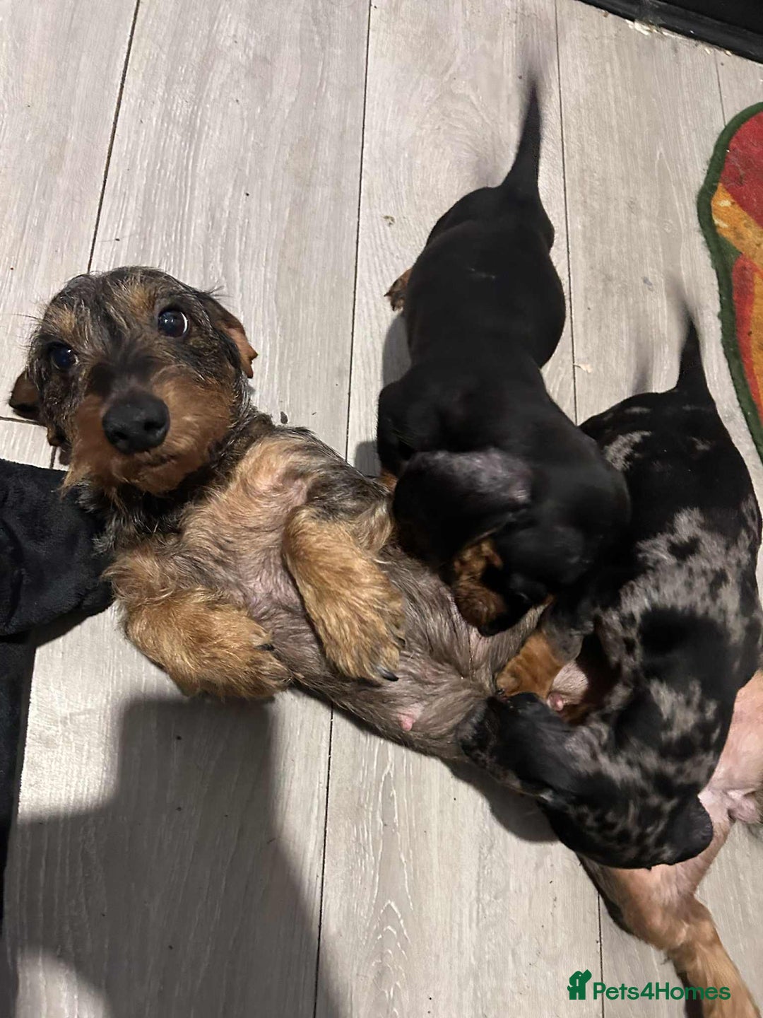 Dachshund dogs for sale: Beautiful daschunds  - Image 5