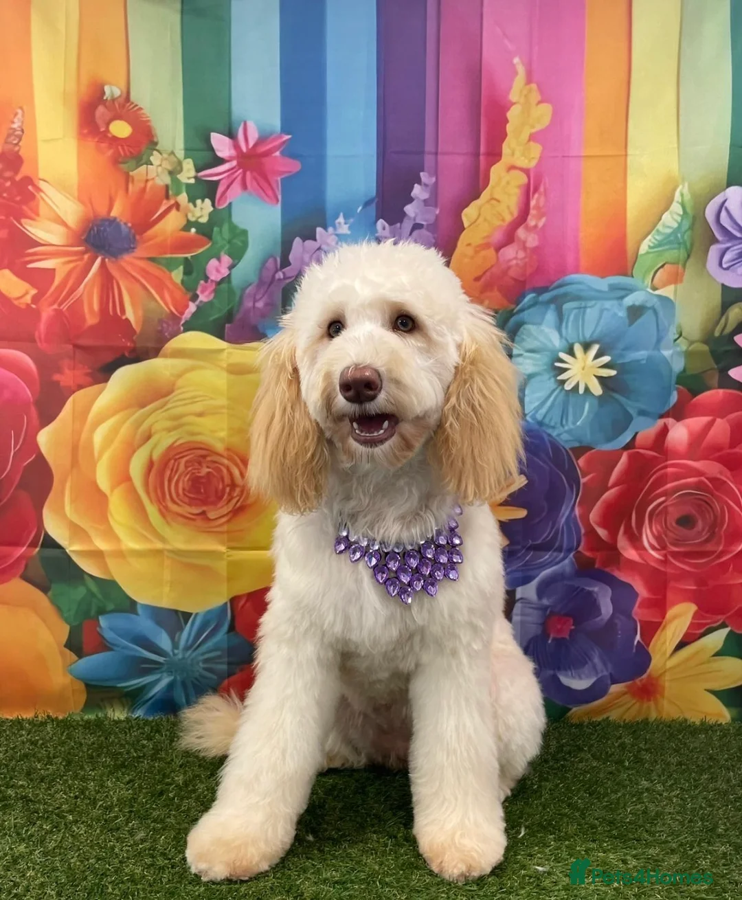 Labradoodle dogs for sale: 🌈POTENTIAL THERAPY/ASSISTANCE PUPS🌈 NOT F1 in Harlow - Advert 2