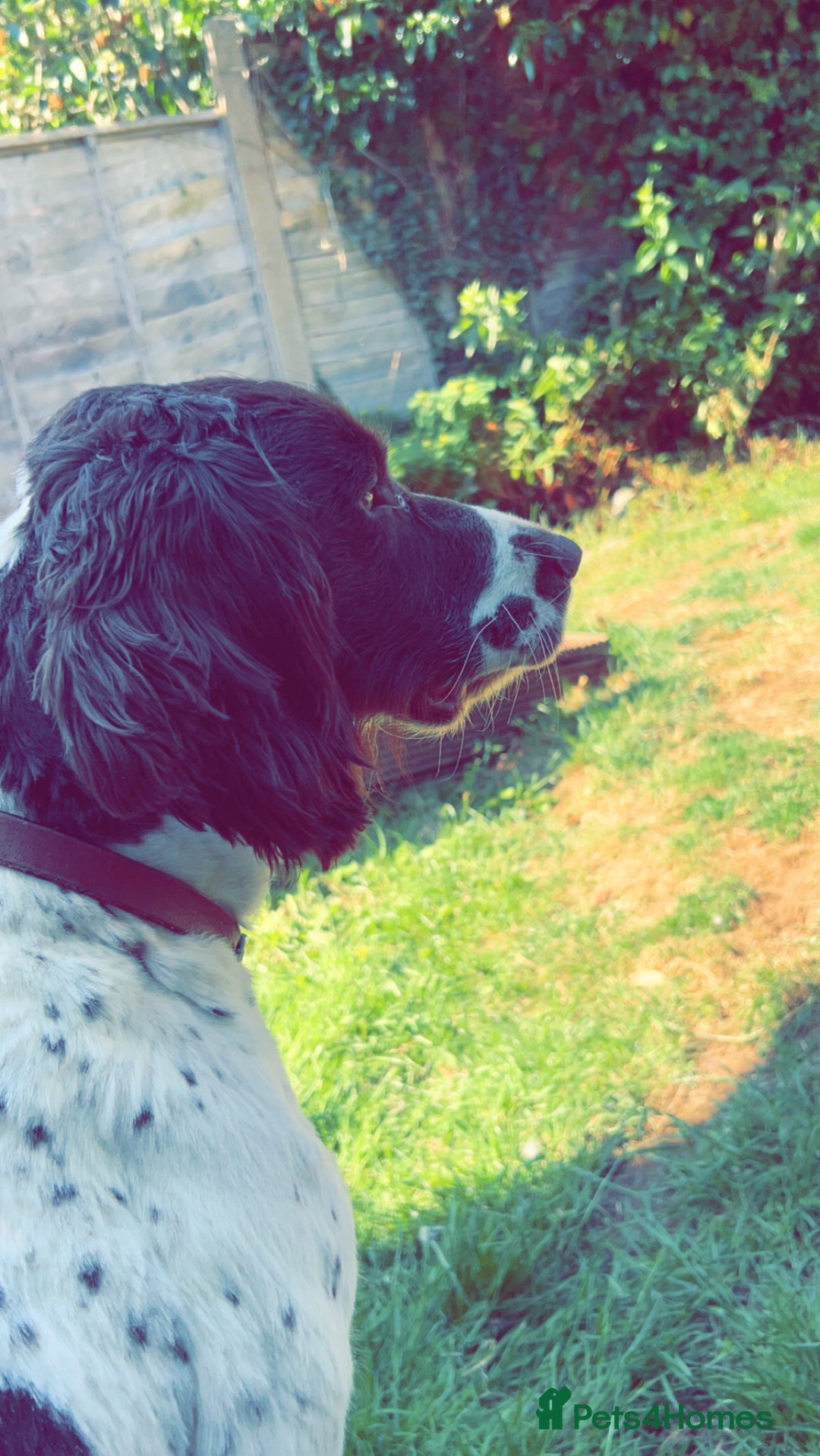 English Springer Spaniel dogs for sale: KC English Springer Spaniel Pups  - Advert 7