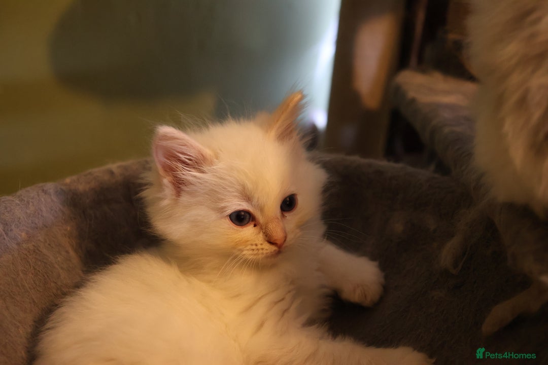 Ragdoll cats for sale: Rare cream point ragdoll & 2 blue bicolour - Image 10
