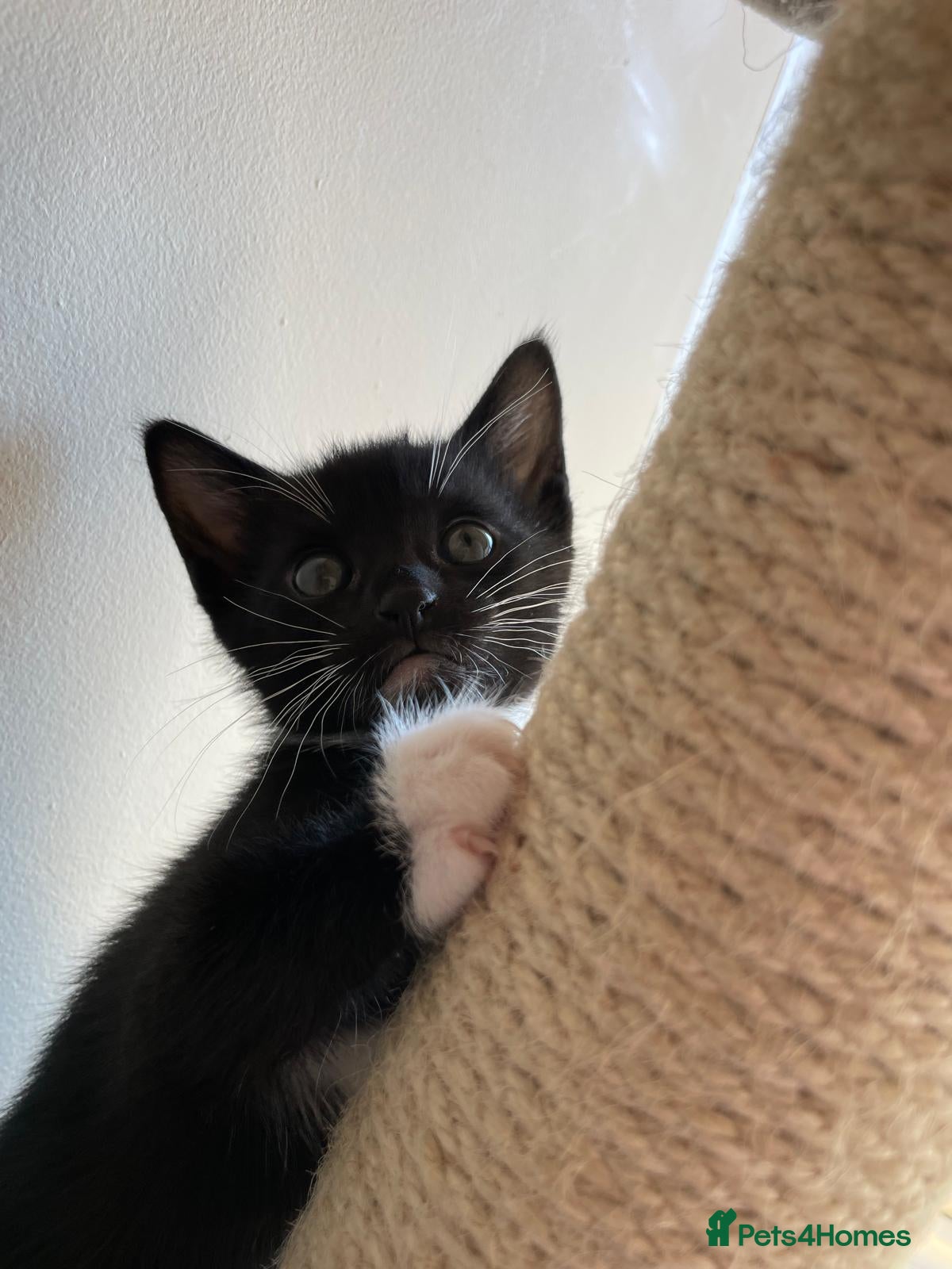 Mixed Breed cats Kittens - Advert 6