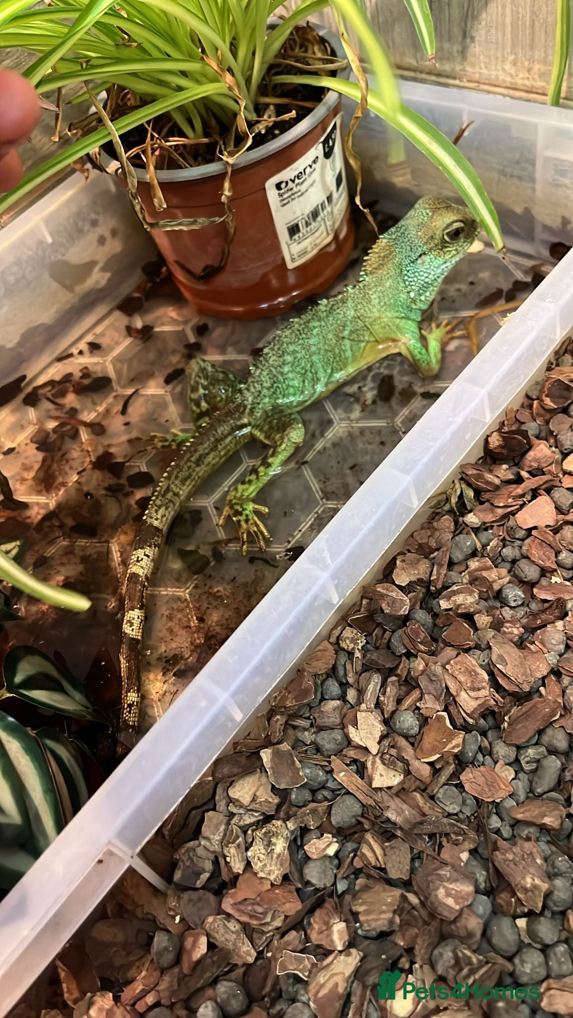 Lizard reptiles Water dragon  - Advert 8