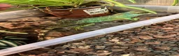 Lizard reptiles for sale: Water dragon  - Advert 1