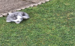 Lionhead rabbits for sale: lionhead bunnies  - Image 9