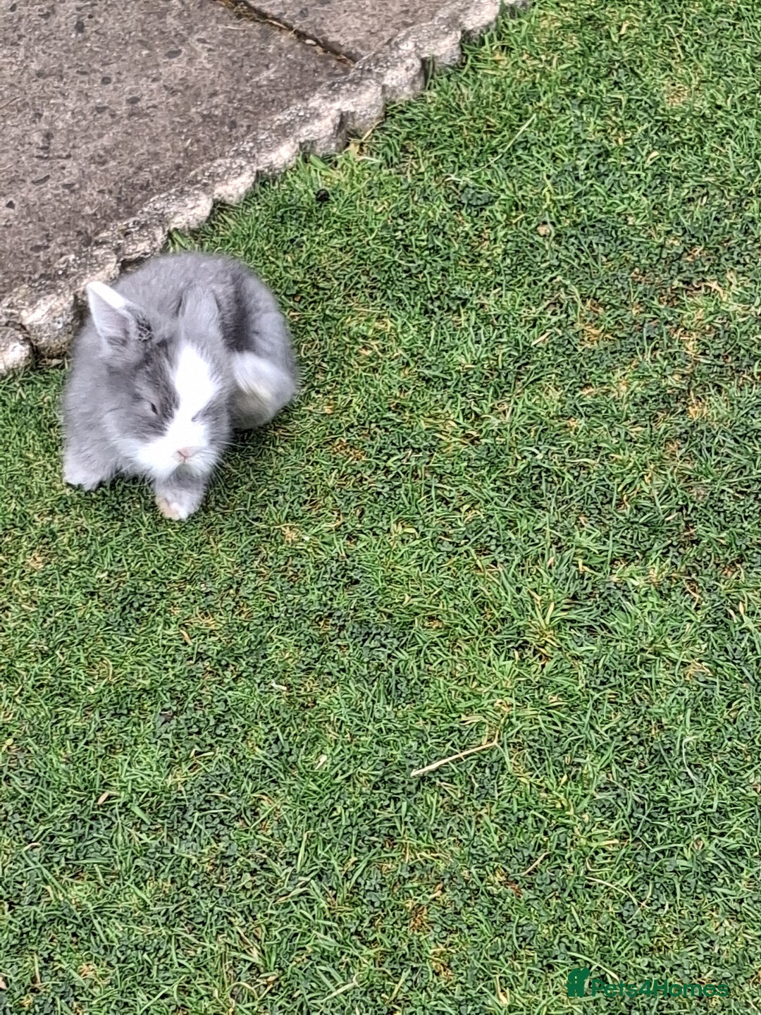 Lionhead rabbits for sale: lionhead bunnies  - Image 9