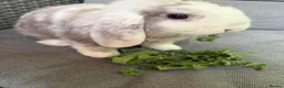 Mini Lop rabbits for sale: Lovely Harli mini lop buck born 20th March 2026 - Advert 8