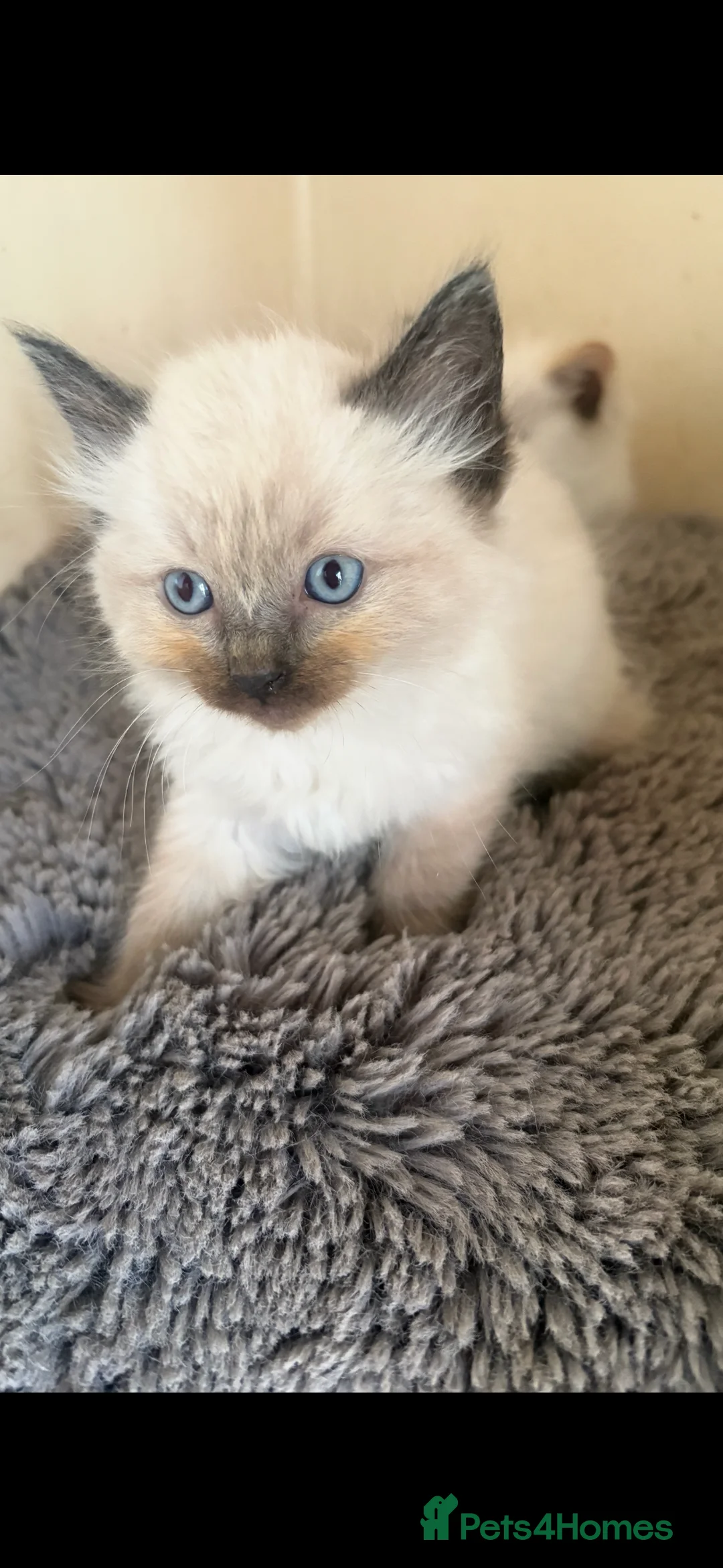 Ragdoll cats for sale: Ragdoll kittens - Advert 2