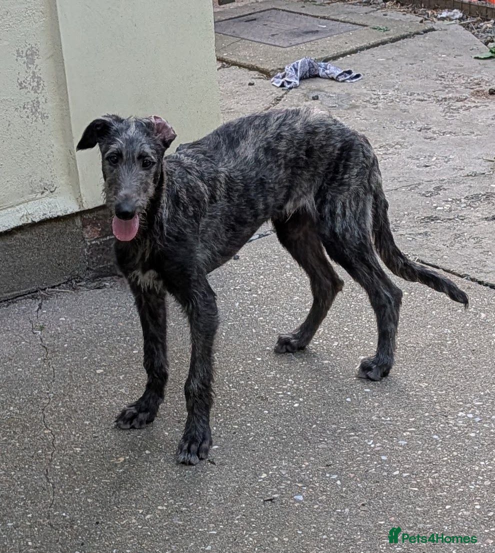 Deerhound dogs Stunning KC Registered Deerhound Puppy  - Advert 4