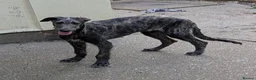 Deerhound dogs for sale: Stunning KC Registered Deerhound Puppy  - Advert 1