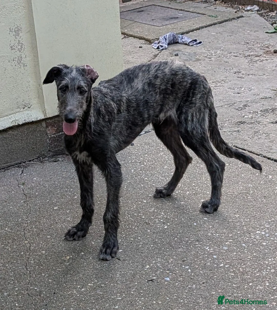 Deerhound dogs for sale: Stunning KC Registered Deerhound Puppy  - Advert 1