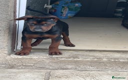 Mixed Breed dogs for sale: Laizhou Hong (Chinese red dog) puppies  in Rotherham - Image 18