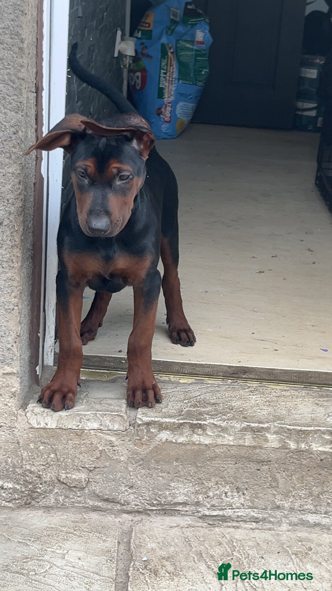 Mixed Breed dogs for sale: Laizhou Hong (Chinese red dog) puppies  in Rotherham - Image 18