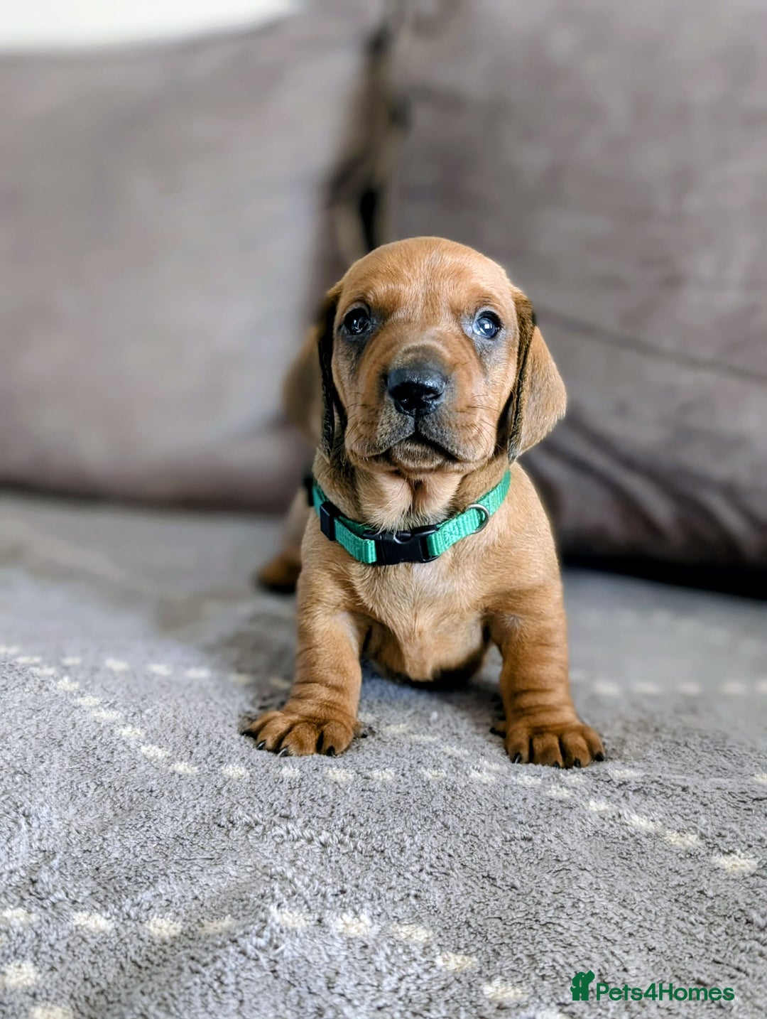 Dachshund dogs for sale: Champions Line/Show Quality Standard Dachshund - Advert 32