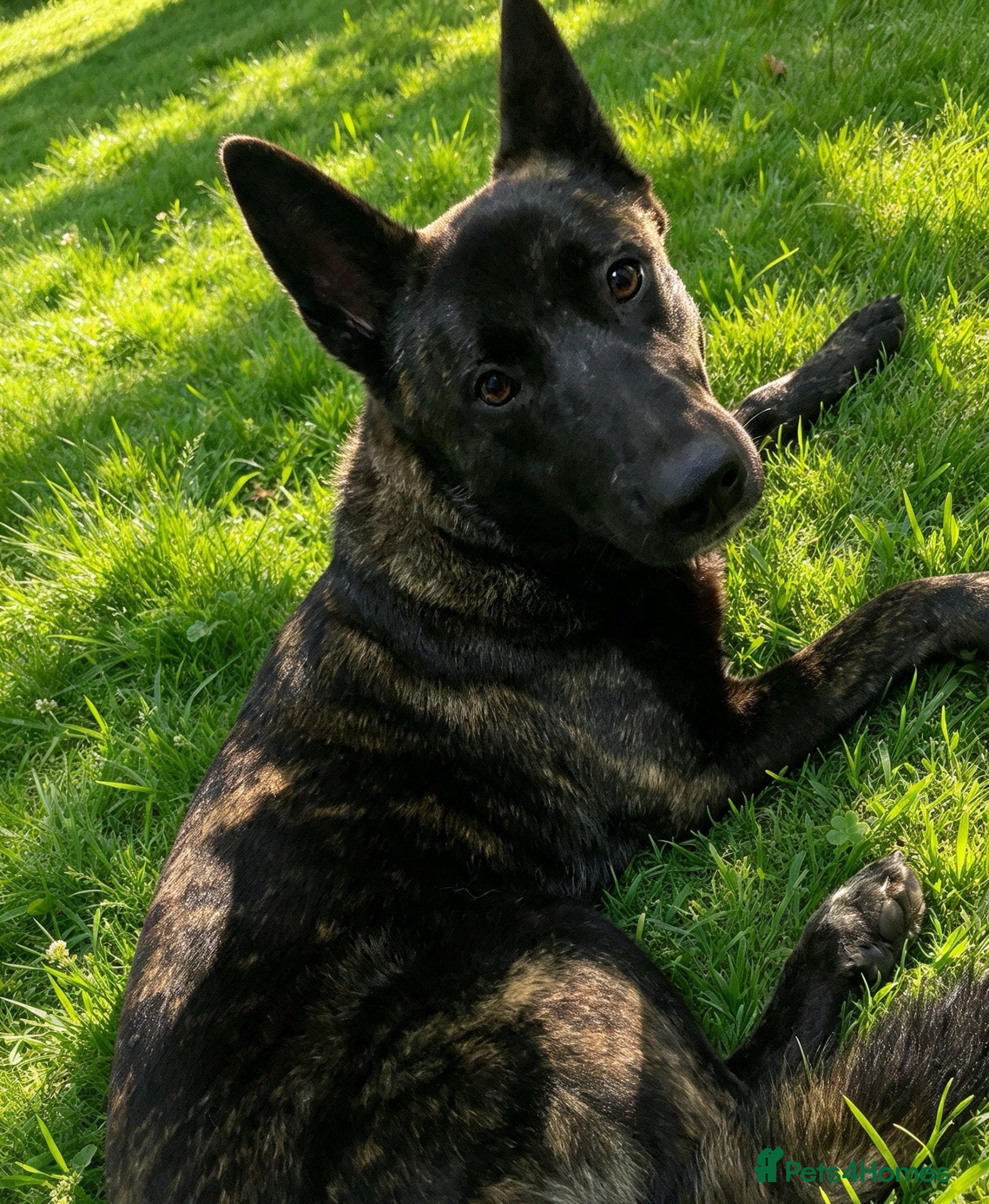 Belgian Shepherd Dog dogs Dutch Herder Pup - Advert 1