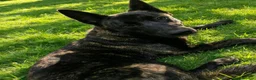 Belgian Shepherd Dog dogs for sale: Dutch Herder Pup in Durham - Advert 1