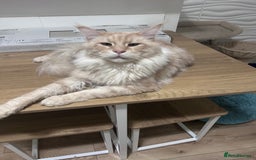 Maine Coon cats for sale: Beautiful female full Maine coon kittens  - Image 19