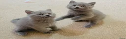 Russian Blue cats for sale: New litter 8wk Russian Blue British Shorthair boys - Advert 18