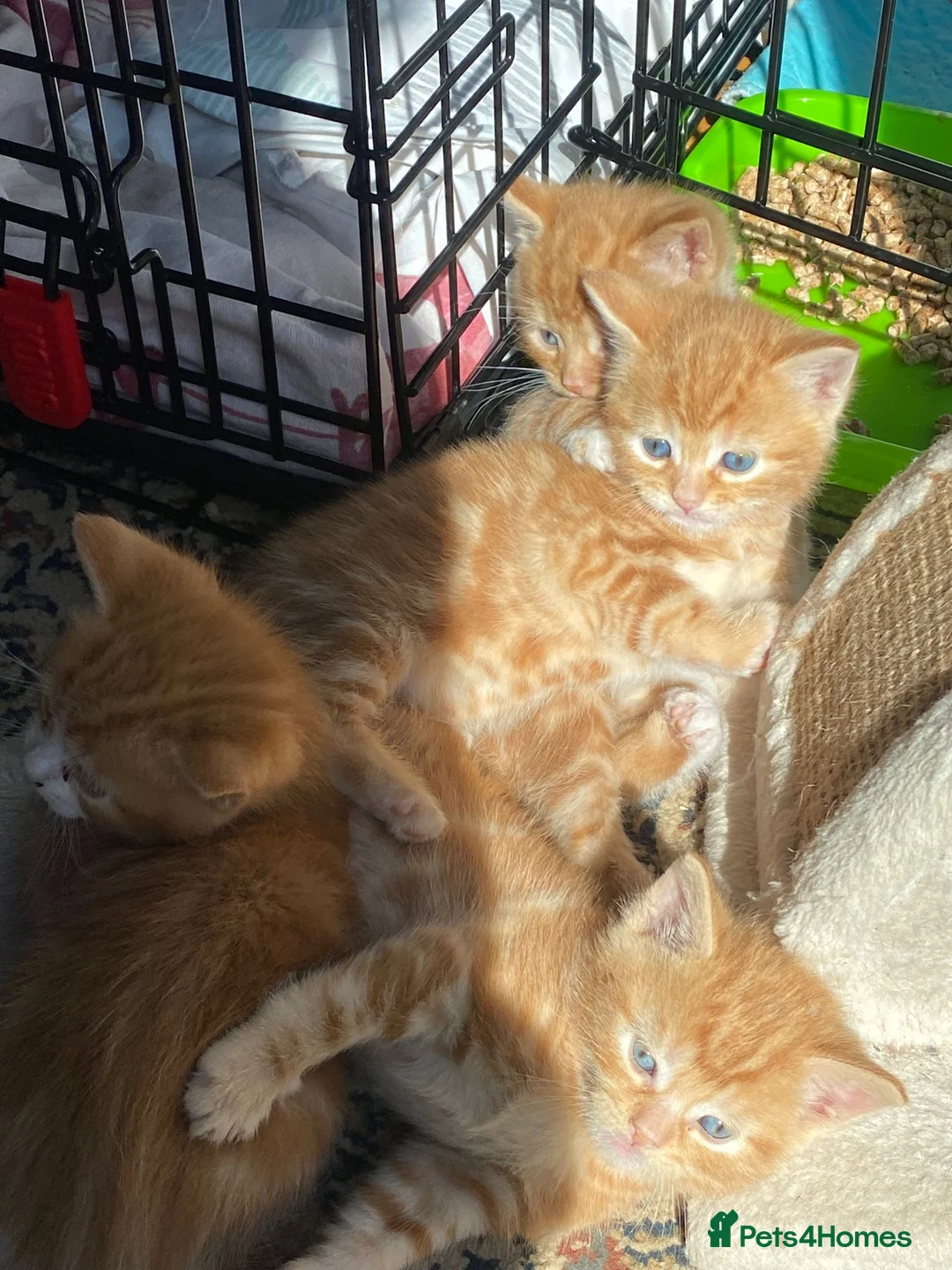 Mixed Breed cats for sale: 4 ginger boys 1 tabby girl  - Advert 2